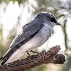 Coracina papuensis at Wilcannia, NSW - 30 Jul 2022