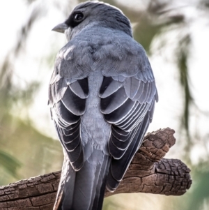 Coracina papuensis at Wilcannia, NSW - 30 Jul 2022