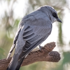 Coracina papuensis at Wilcannia, NSW - 30 Jul 2022