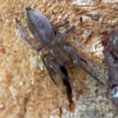 Clubiona sp. (genus) at Casey, ACT - 27 Apr 2024