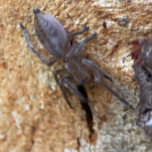 Clubiona sp. (genus) at Casey, ACT - 27 Apr 2024