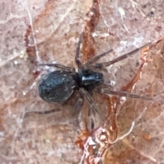 Unidentified Other web-building spider at Casey, ACT - 27 Apr 2024 by Hejor1