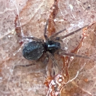 Badumna (genus) (Lattice-web spider) at Casey, ACT - 27 Apr 2024 by Hejor1
