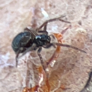 Badumna sp. (genus) at Casey, ACT - 27 Apr 2024 01:22 PM