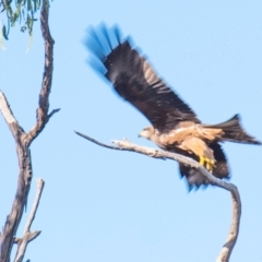 Milvus migrans (Black Kite) at Wilcannia, NSW - 30 Jul 2022 by Petesteamer