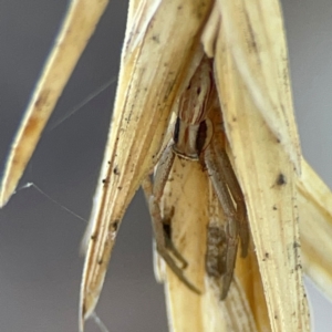 Runcinia acuminata at Casey, ACT - 27 Apr 2024