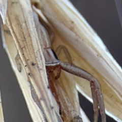 Runcinia acuminata at Casey, ACT - 27 Apr 2024