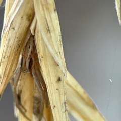 Runcinia acuminata at Casey, ACT - 27 Apr 2024