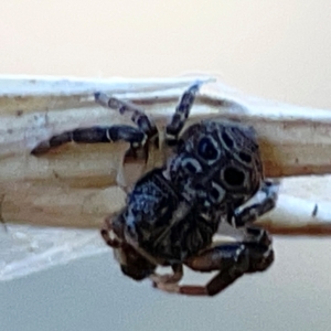 Cymbacha ocellata at Casey, ACT - 27 Apr 2024