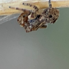 Cymbacha ocellata at Casey, ACT - 27 Apr 2024