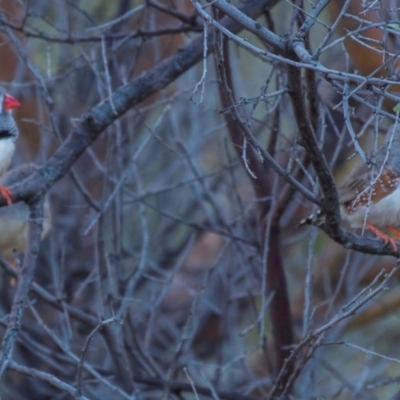 Taeniopygia guttata (Zebra Finch) at Wilcannia, NSW - 30 Jul 2022 by Petesteamer