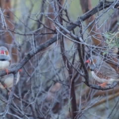 Taeniopygia guttata at Wilcannia, NSW - 30 Jul 2022