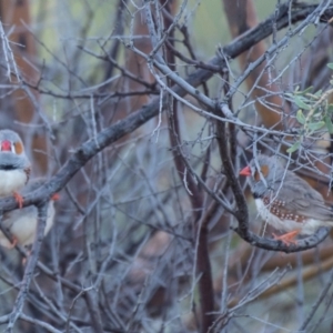 Taeniopygia guttata at Wilcannia, NSW - 30 Jul 2022