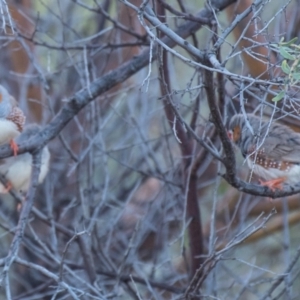 Taeniopygia guttata at Wilcannia, NSW - 30 Jul 2022