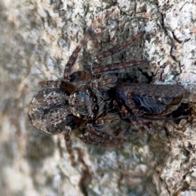 Servaea incana (Jumping spider) at Casey, ACT - 27 Apr 2024 by Hejor1