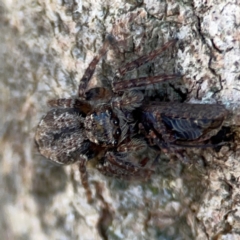 Unidentified Jumping or peacock spider (Salticidae) at Casey, ACT - 27 Apr 2024 by Hejor1