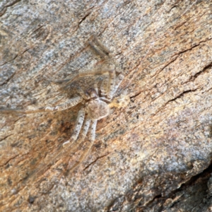 Isopeda canberrana at Casey, ACT - 27 Apr 2024 12:49 PM