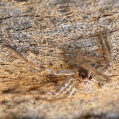 Isopeda canberrana at Casey, ACT - 27 Apr 2024