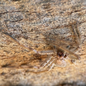 Isopeda canberrana at Casey, ACT - 27 Apr 2024 12:49 PM