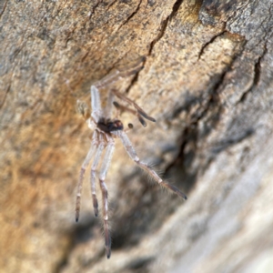 Isopeda canberrana at Casey, ACT - 27 Apr 2024