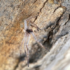 Isopeda canberrana at Casey, ACT - 27 Apr 2024