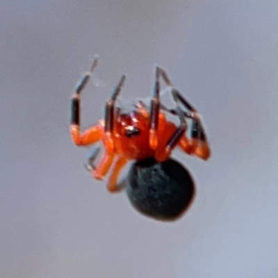 Nicodamus peregrinus (Common Red and black spider) at Casey, ACT - 27 Apr 2024 by Hejor1