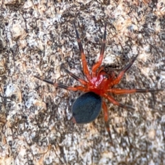 Nicodamus peregrinus at Casey, ACT - 27 Apr 2024