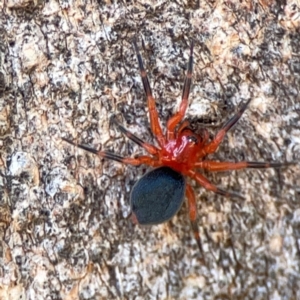 Nicodamus peregrinus at Casey, ACT - 27 Apr 2024