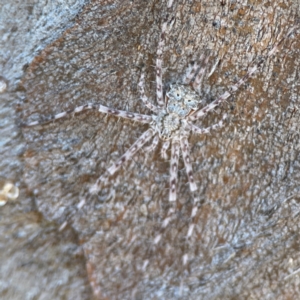 Tamopsis sp. (genus) at Casey, ACT - 27 Apr 2024