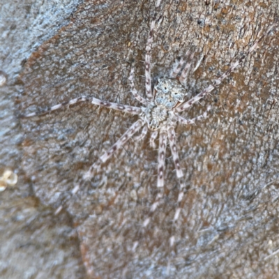 Unidentified Other hunting spider at Casey, ACT - 27 Apr 2024 by Hejor1