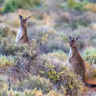 Macropus fuliginosus (Western grey kangaroo) at Wilcannia, NSW - 30 Jul 2022 by Petesteamer
