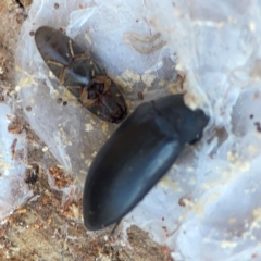 Elateridae (family) (Unidentified click beetle) at Casey, ACT - 27 Apr 2024 by Hejor1