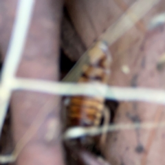 Robshelfordia sp. (genus) at Casey, ACT - 27 Apr 2024