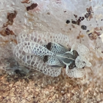 Corythucha ciliata (Sycamore Lace Bug) at Casey, ACT - 27 Apr 2024 by Hejor1