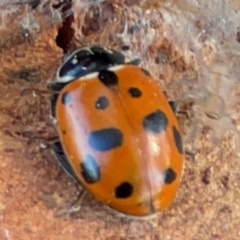 Hippodamia variegata (Spotted Amber Ladybird) at Casey, ACT - 27 Apr 2024 by Hejor1