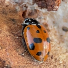 Hippodamia variegata at Casey, ACT - 27 Apr 2024 01:21 PM