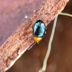Chrysomelidae sp. (family) (Unidentified Leaf Beetle) at Casey, ACT - 27 Apr 2024 by Hejor1