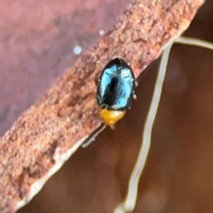 Unidentified Leaf beetle (Chrysomelidae) at Casey, ACT - 27 Apr 2024 by Hejor1