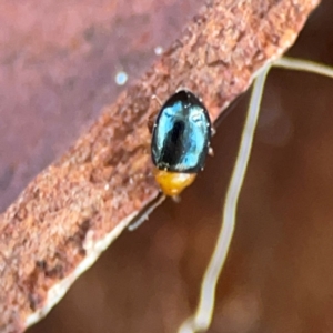 Chrysomelidae sp. (family) at Casey, ACT - 27 Apr 2024 01:20 PM