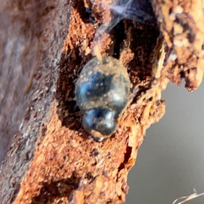 Unidentified Other beetle at Casey, ACT - 27 Apr 2024 by Hejor1