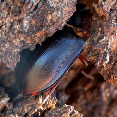 Pterohelaeus striatopunctatus (Darkling beetle) at Casey, ACT - 27 Apr 2024 by Hejor1