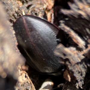 Pterohelaeus striatopunctatus at Casey, ACT - 27 Apr 2024