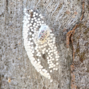 Anestia (genus) at Casey, ACT - 27 Apr 2024