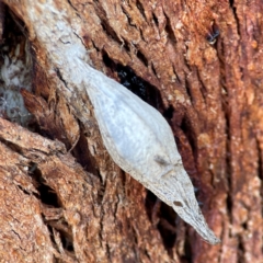 Hyalarcta nigrescens (Ribbed Case Moth) at Casey, ACT - 27 Apr 2024 by Hejor1