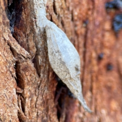 Hyalarcta nigrescens at Casey, ACT - 27 Apr 2024