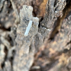 Hemibela (genus) at Casey, ACT - 27 Apr 2024