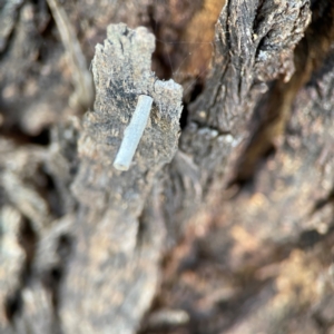 Hemibela (genus) at Casey, ACT - 27 Apr 2024