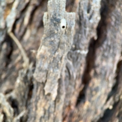 Hemibela (genus) at Casey, ACT - 27 Apr 2024