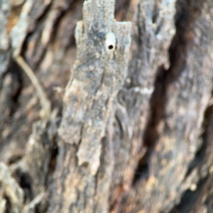 Hemibela (genus) at Casey, ACT - 27 Apr 2024