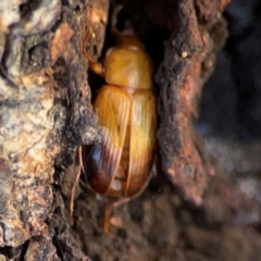 Phyllotocus macleayi (Nectar scarab) at Casey, ACT - 27 Apr 2024 by Hejor1